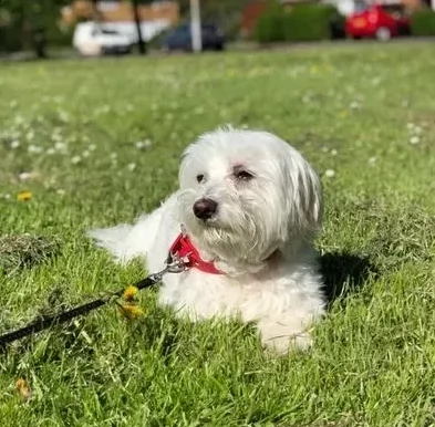 bellisimi cuccioli di maltese