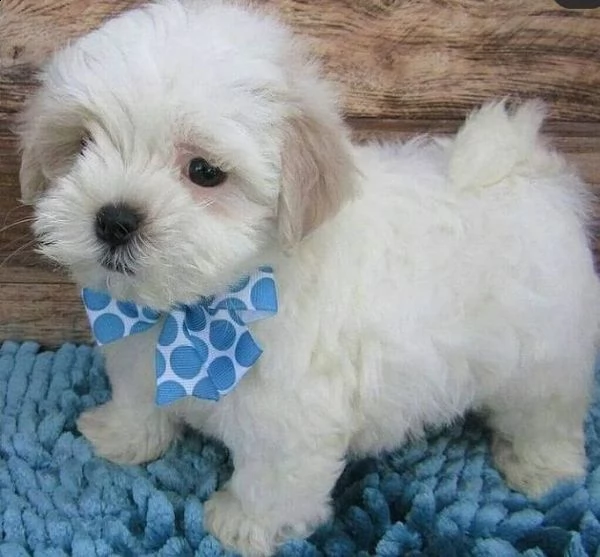  regalo maltese | Foto 0