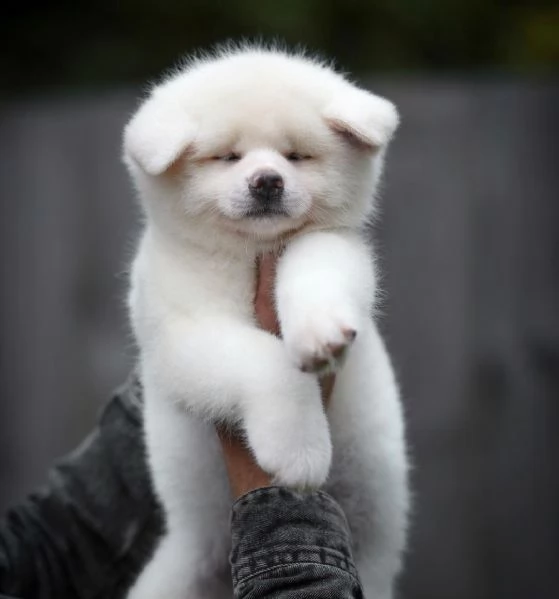 ho cuccioli di akita maschi e femmine
