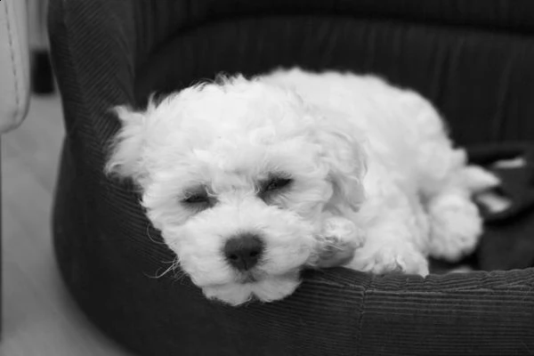 cuccioli di bichon frise con pedigree enci | Foto 2