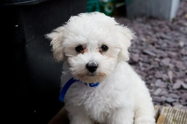 cuccioli di bichon frise con pedigree enci | Foto 1