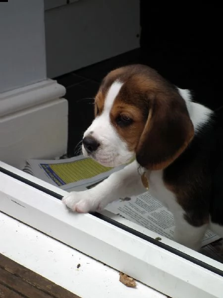 splendidi cuccioli di beagle
