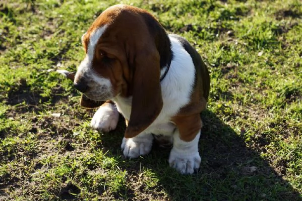 bellissimo cuccioli di bassethound con pedigree  | Foto 1