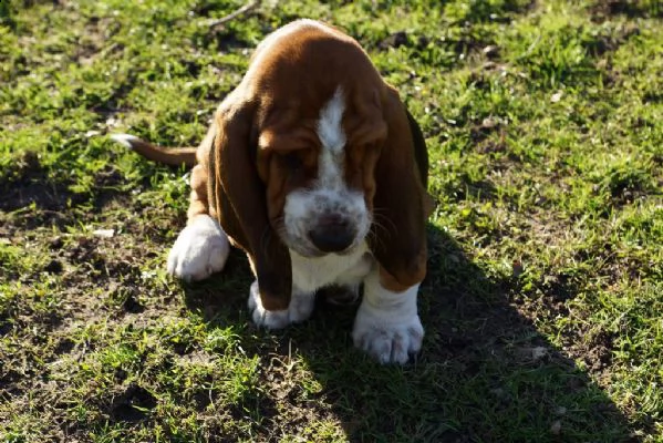 bellissimo cuccioli di bassethound con pedigree  | Foto 0