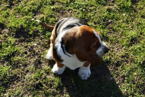 bellissimo cuccioli di bassethound con pedigree 