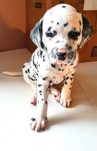 dalmata maschi e femmine vaccinati | Foto 0