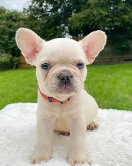 meravigliosi cuccioli di bouledogue francese