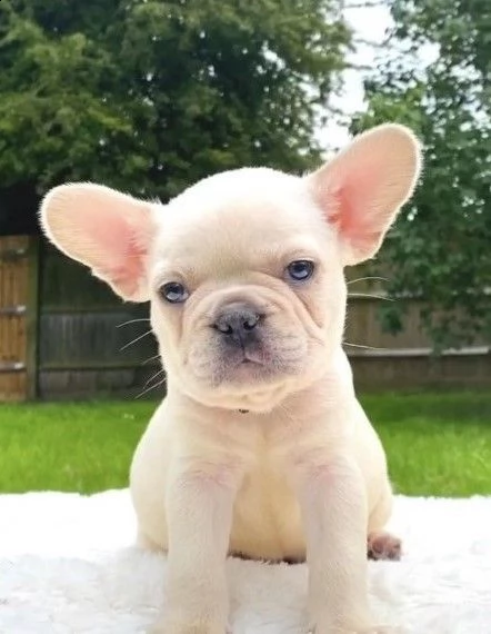 bouledogue francese color creme