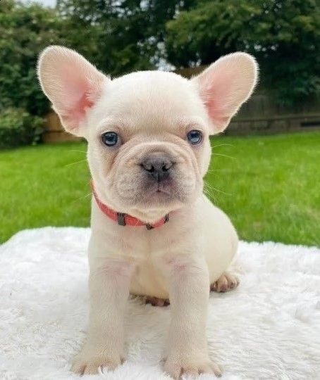 cuccioli bouledogue di circa 3 mesi