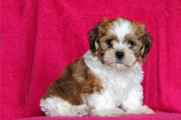 shih tzu cuccioli