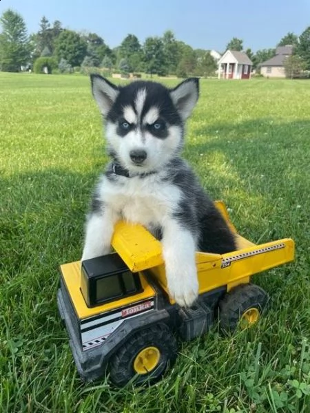 disponibili cuccioli di siberian husky 