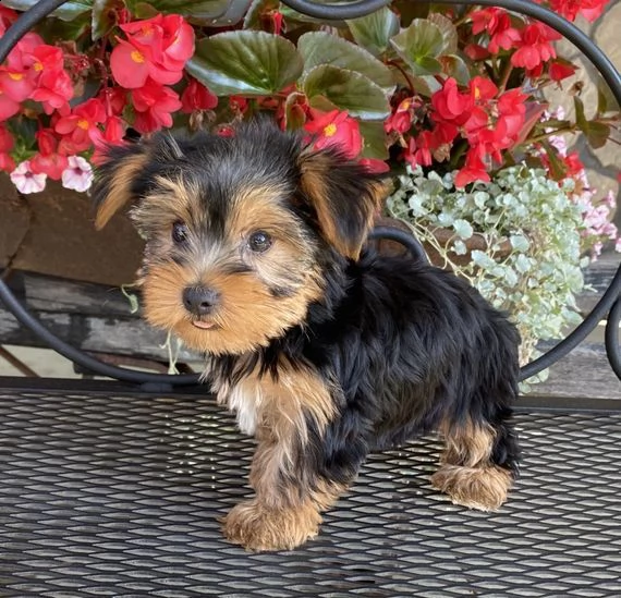 adorabili cuccioli di yorkshire