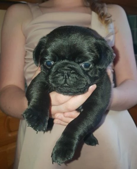 cuccioli carlino sabbia & carlino nero