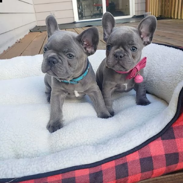 cuccioli di bulldog francese giocosi | Foto 3