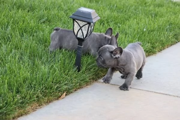 cuccioli di bulldog francese giocosi