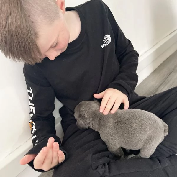 cuccioli di bulldog francese giocosi | Foto 2