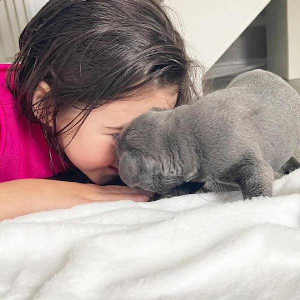 cuccioli di bulldog francese giocosi | Foto 0