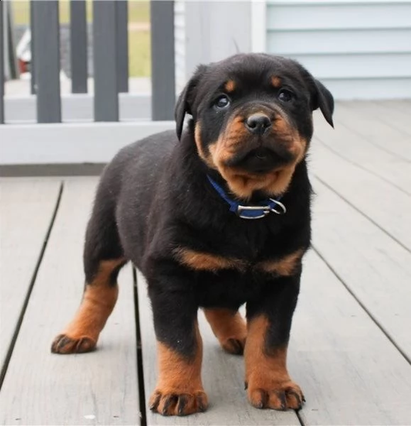 cucciolo di rottweiler giocoso pronto per un nuovo amore.