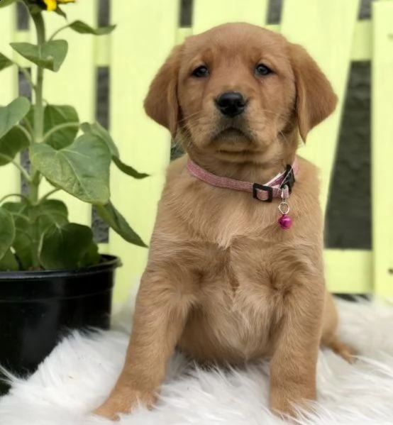 labrador cuccioli introvabili cuccioli di labrador albicoca intelligenti e dolcissimi attaccati al p