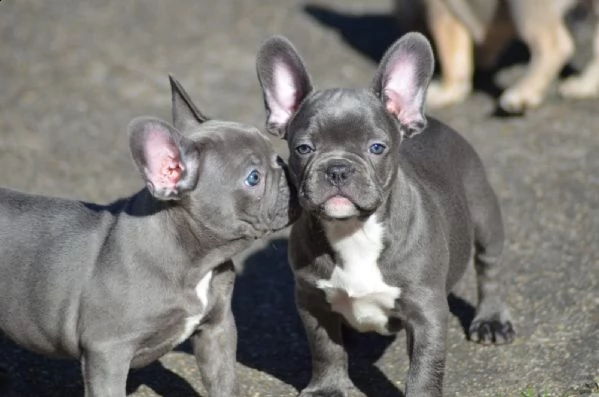 bouledogue francese blu | Foto 4