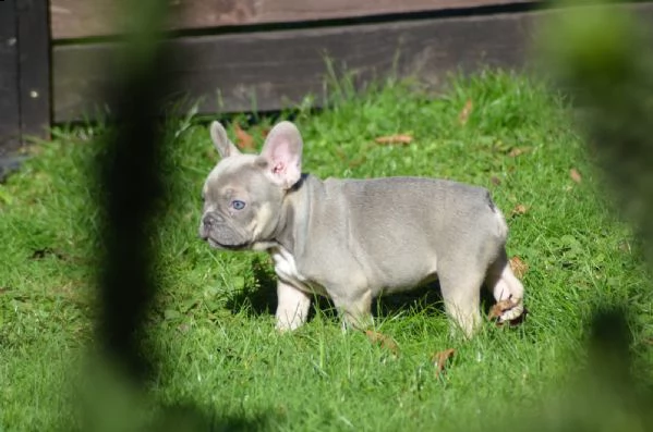 bouledogue francese blu | Foto 2