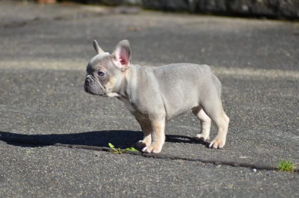 bouledogue francese blu | Foto 0