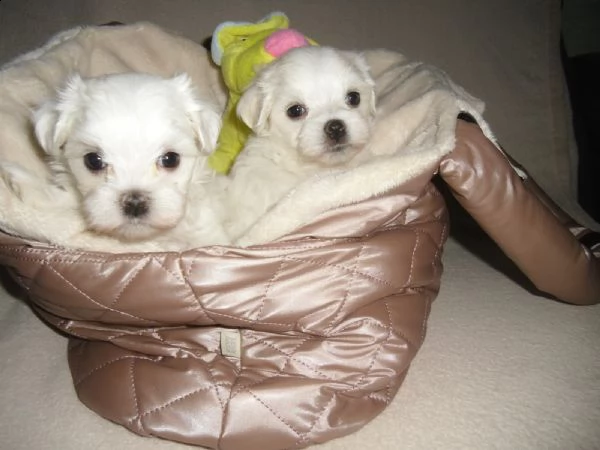 cuccioletto di maltese mini toy | Foto 2