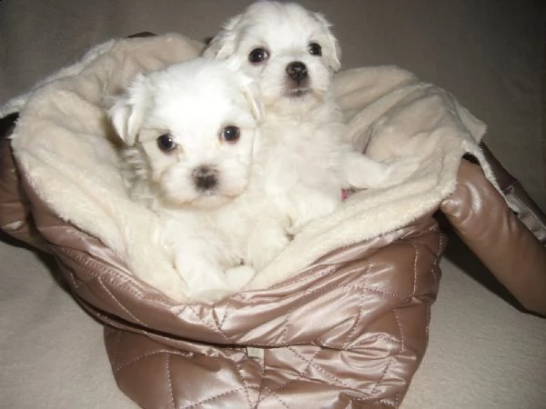 cuccioletto di maltese mini toy | Foto 0