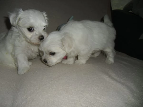 cuccioletto di maltese mini toy