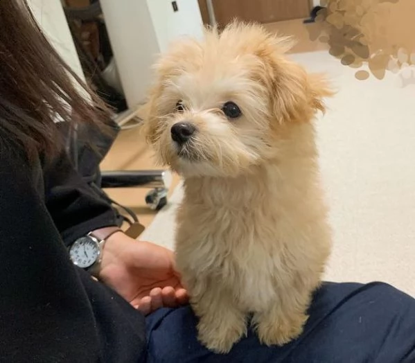 regalo maltese | Foto 0