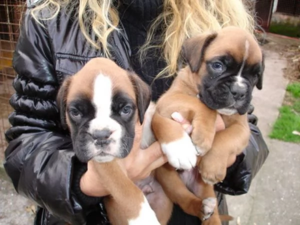 regalo disponibili boxer cuccioli