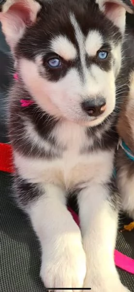 siberian husky cucciolata occhi azzurri  | Foto 1