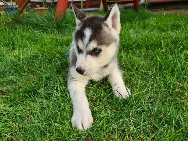 siberian husky cucciolata occhi azzurri  | Foto 0