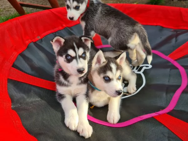siberian husky cucciolata occhi azzurri 