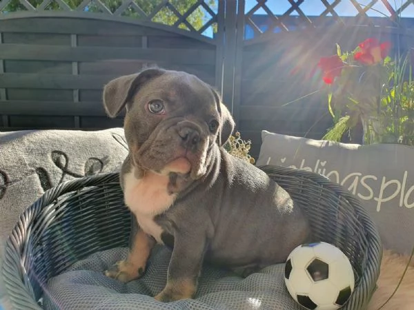meravigliosi cuccioli bouledogue francesi | Foto 4