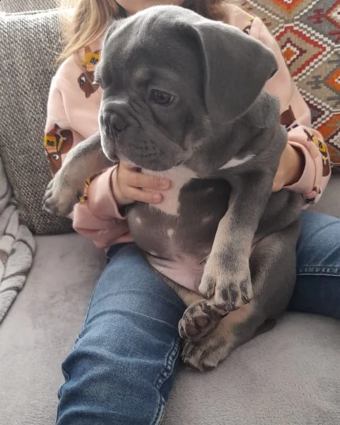 meravigliosi cuccioli bouledogue francesi | Foto 2