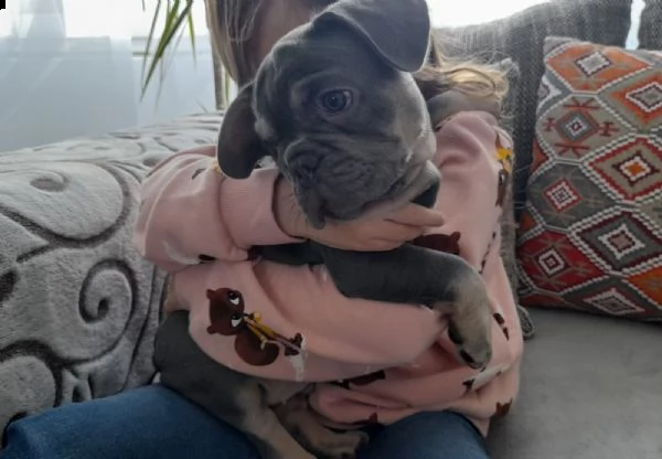 meravigliosi cuccioli bouledogue francesi | Foto 1