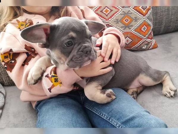 meravigliosi cuccioli bouledogue francesi