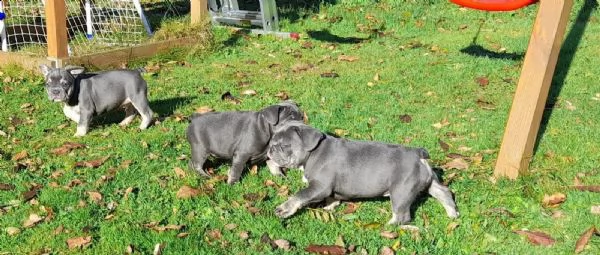 meravigliosi cuccioli bouledogue francesi | Foto 0