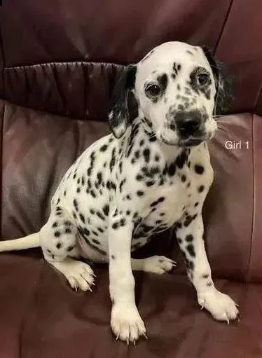 stupendi cuccioli di dalmata