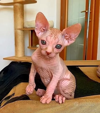 sphynx cucciolo maschio