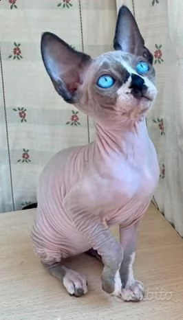 canadian sphynx con pedigree libero