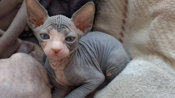 cuccioli di sphynx