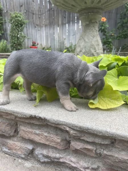  regalo cuccioli di bulldog frances