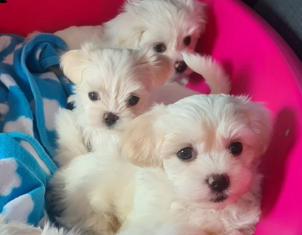 cuccioli di maltese toy