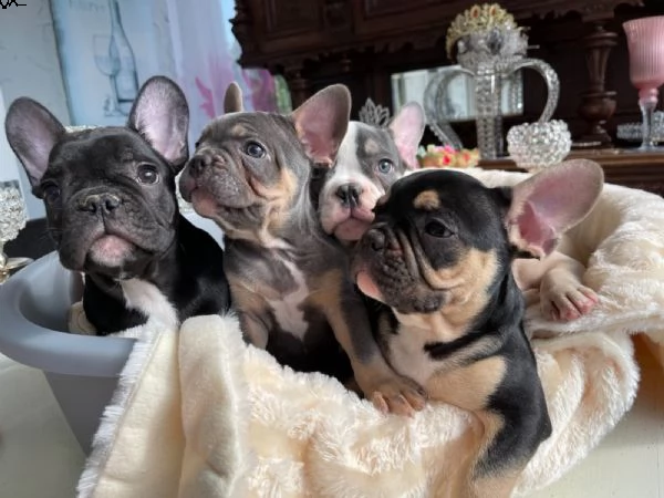 disponibili cuccioli di bulldog francese | Foto 5