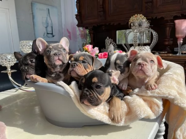 disponibili cuccioli di bulldog francese