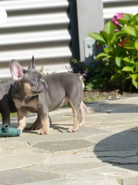 disponibili cuccioli di bulldog francese | Foto 0