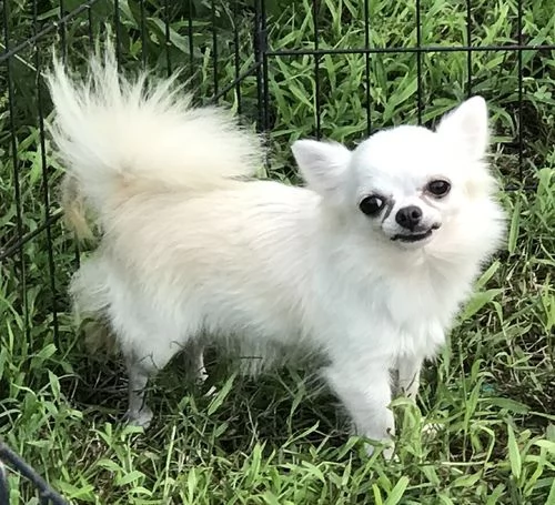  regalo cuccioli dolce e bella chihuahua toy