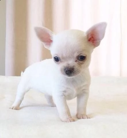 regalo cuccioli chihuahua gratis